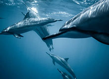 绿巨人视频下载无限次观看，绿巨人app视频无限下载